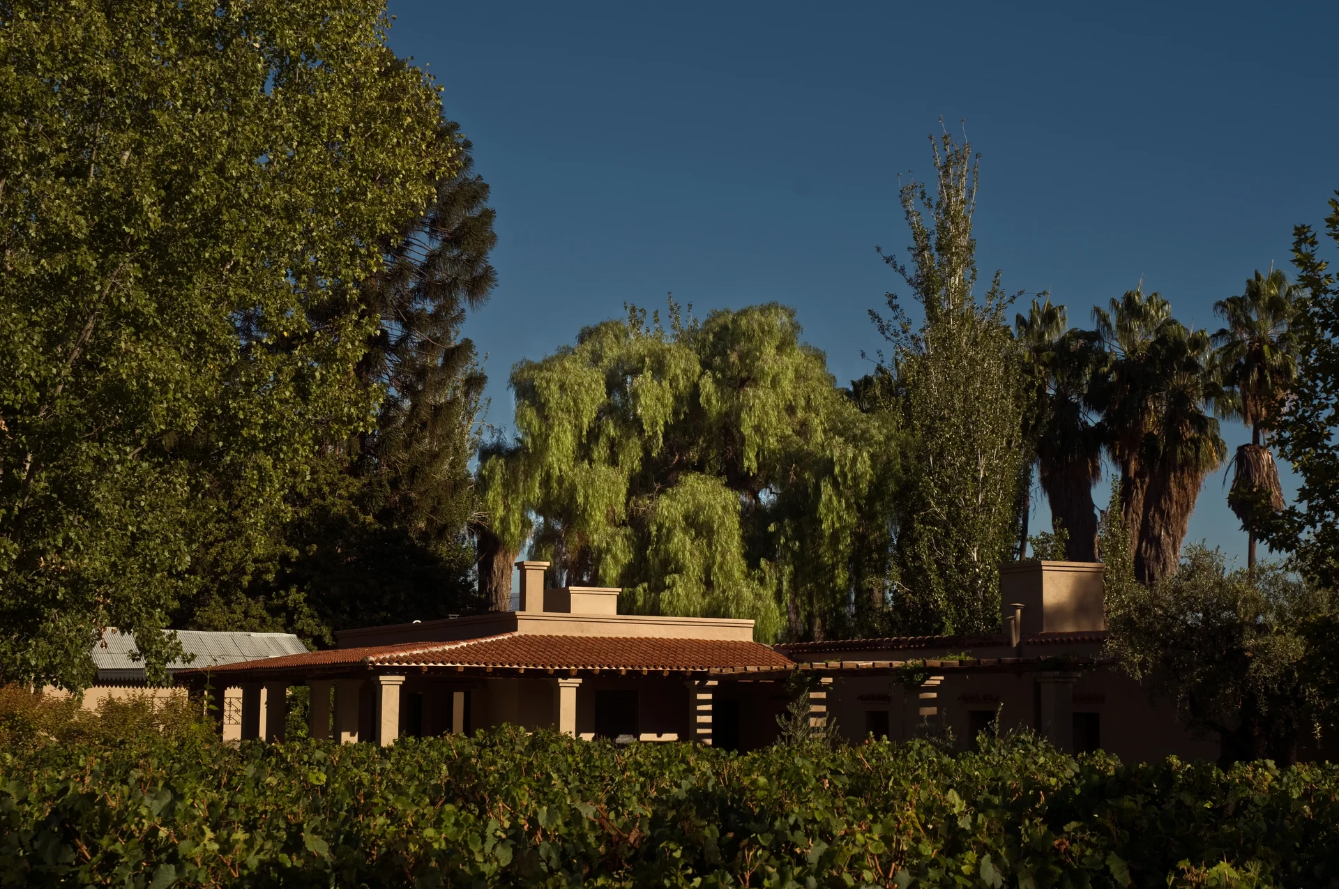 Vista de la finca y el viñedo con el aguaribay histórico elevándose detrás de la casa