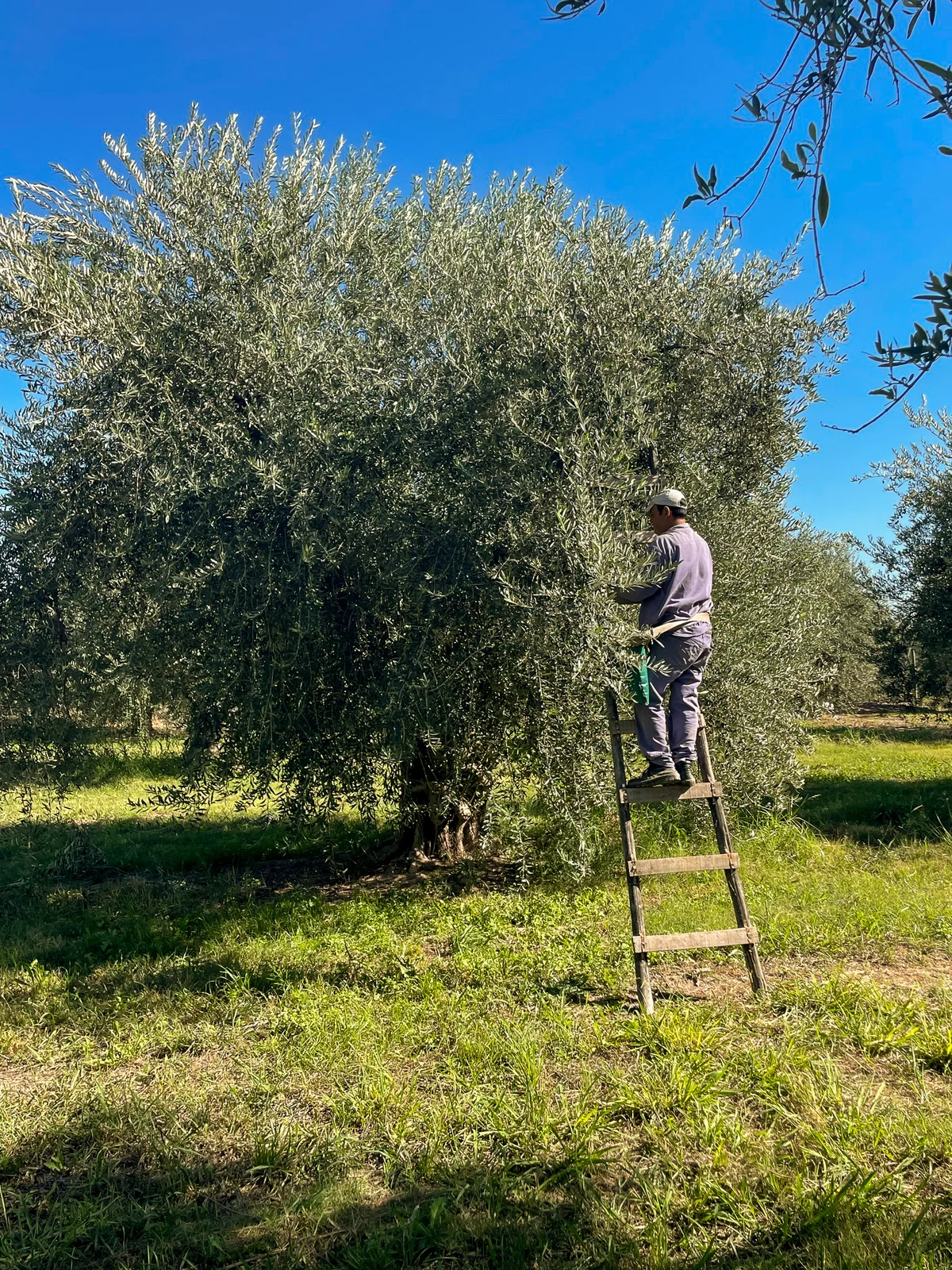 Cosecha de aceitunas a mano desde la escalera