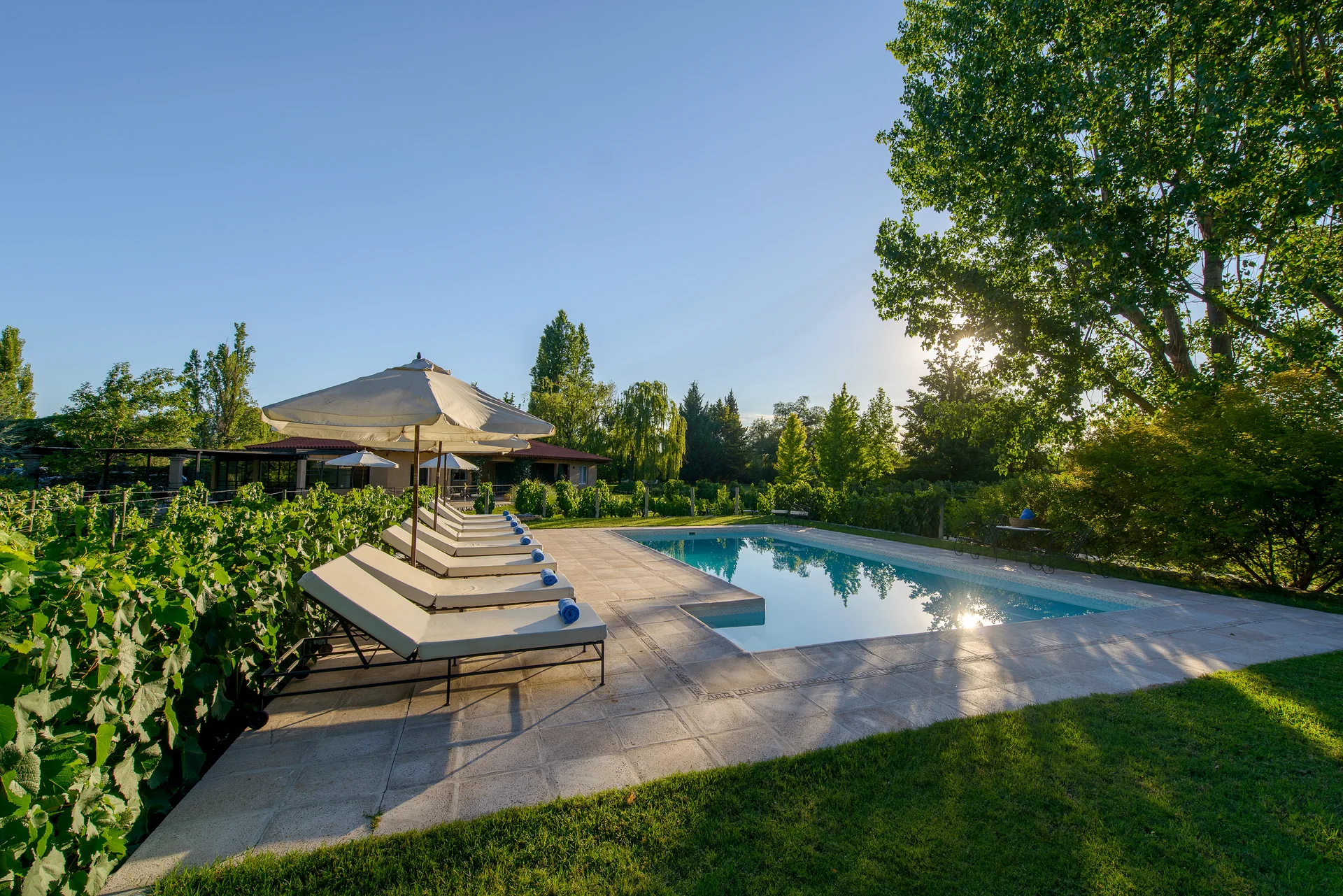 La piscina vista desde el parque, con el viñedo al lado