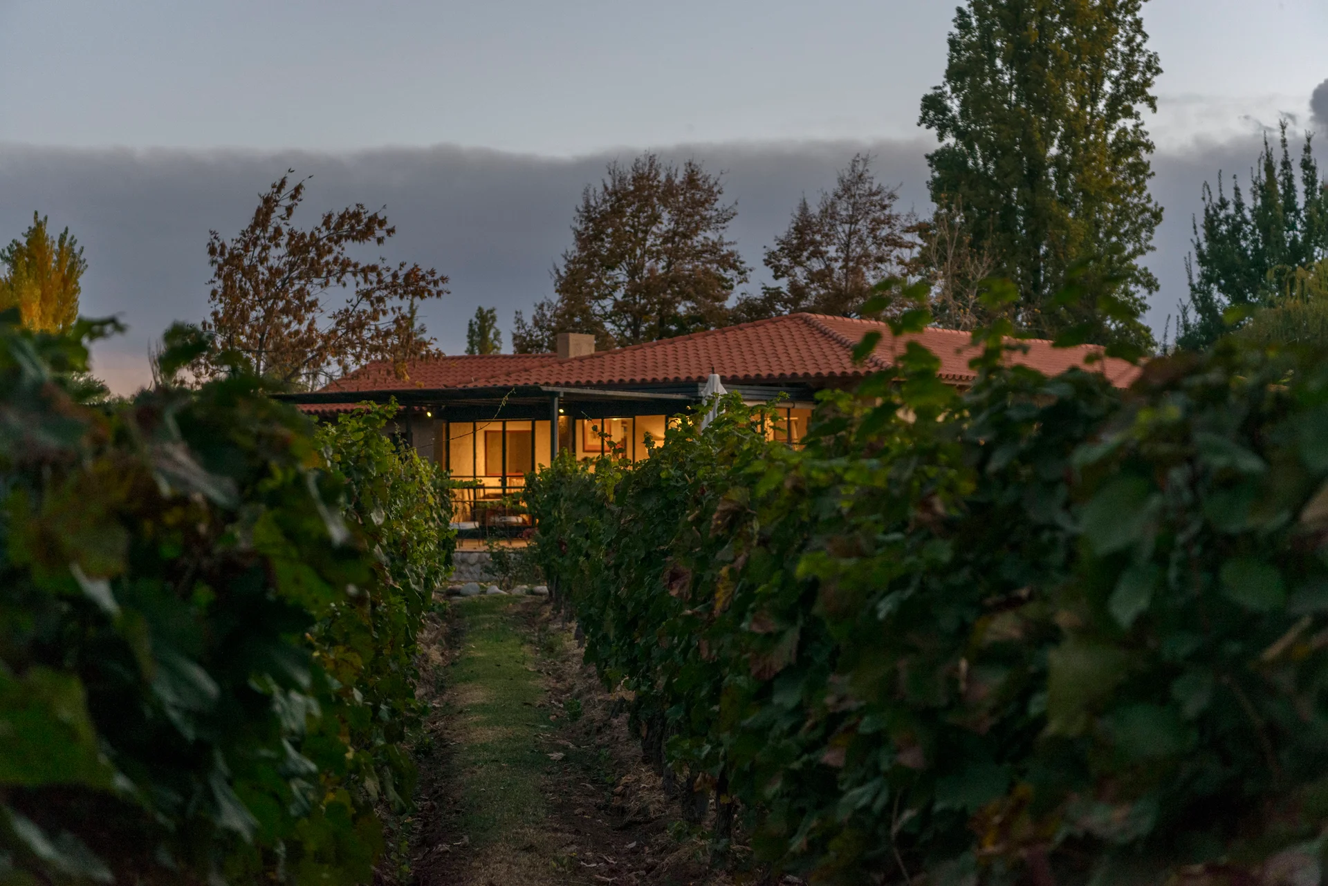 La finca vista desde el interior del viñedo al anochecer