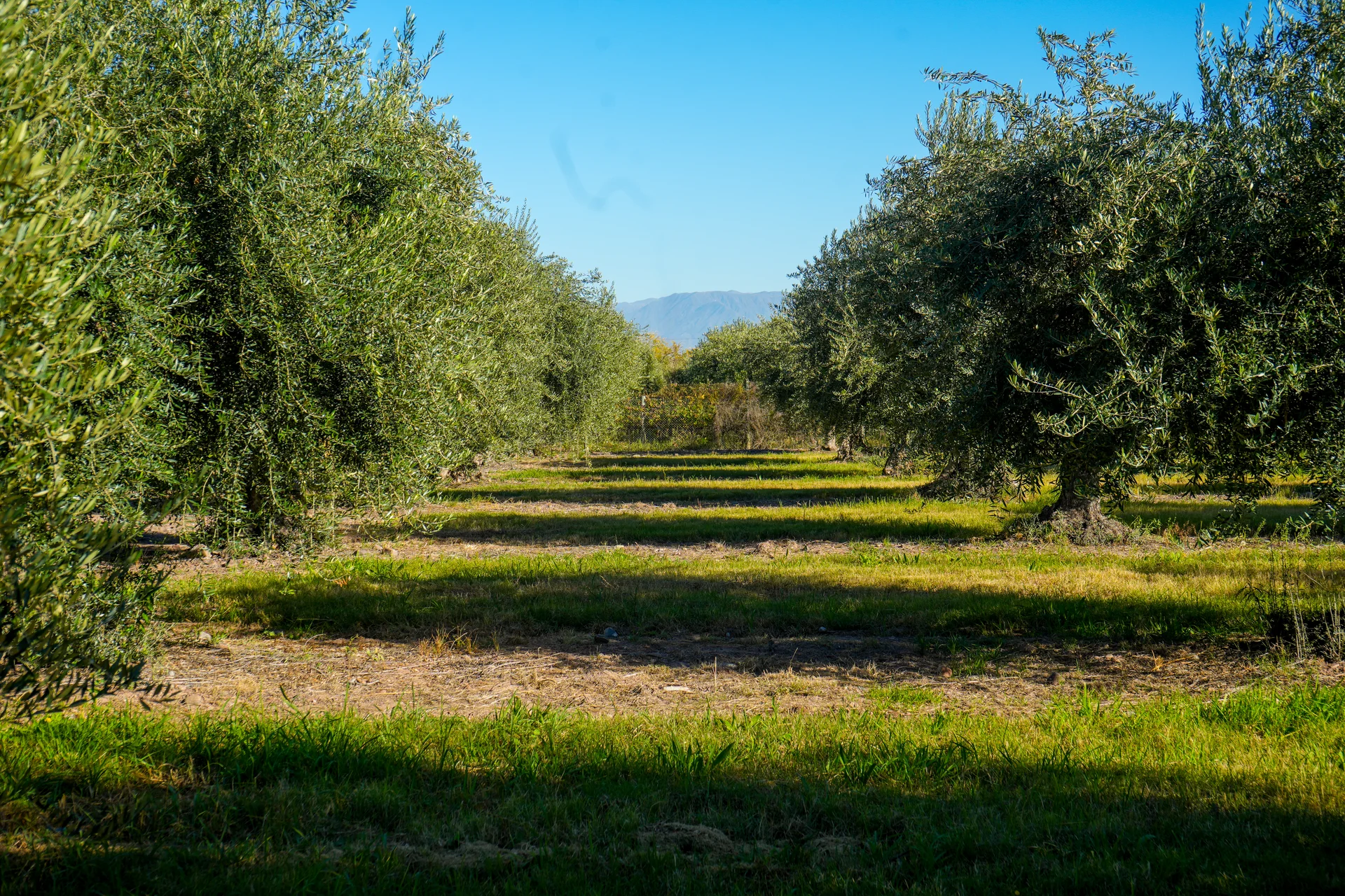 Las hileras del olivar Arauco