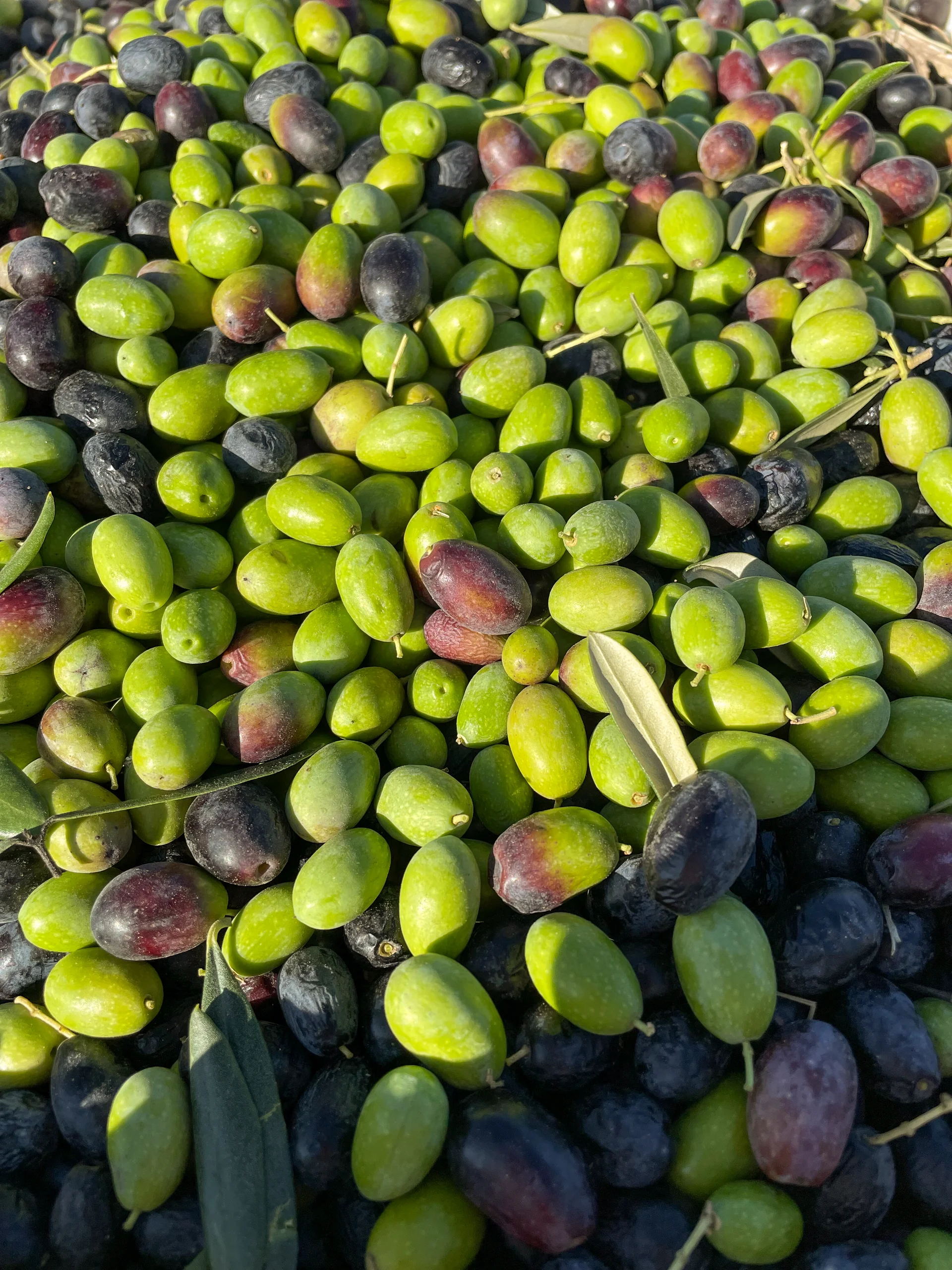 Aceitunas Arauco recién cosechadas